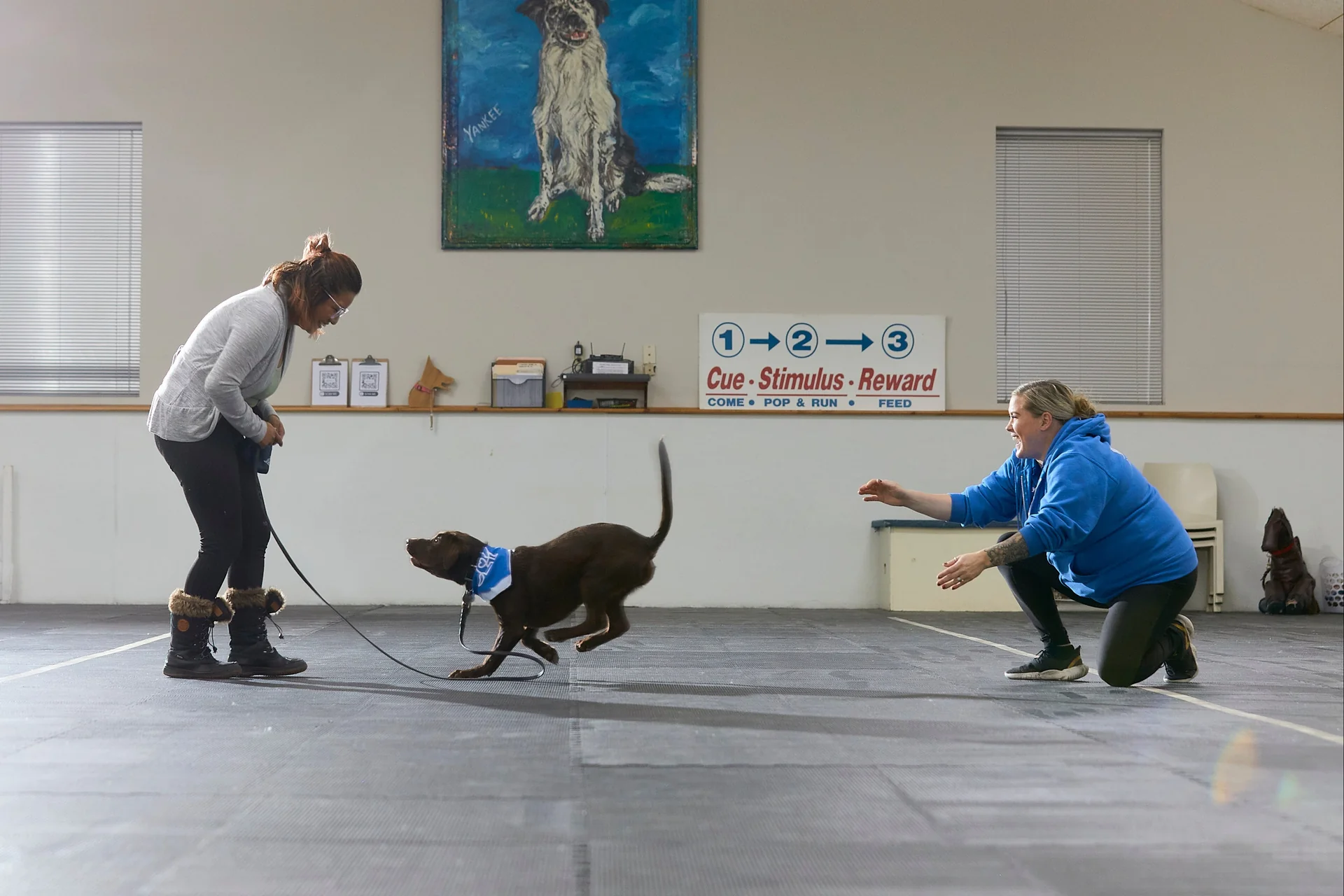 Master Your Dog’s Manners Fast